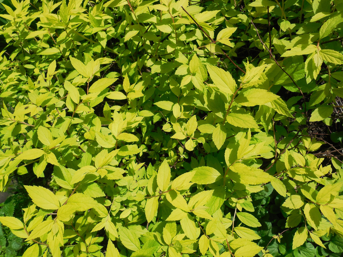 Cornus Neon Burst