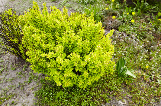 Berberis 'Monry'