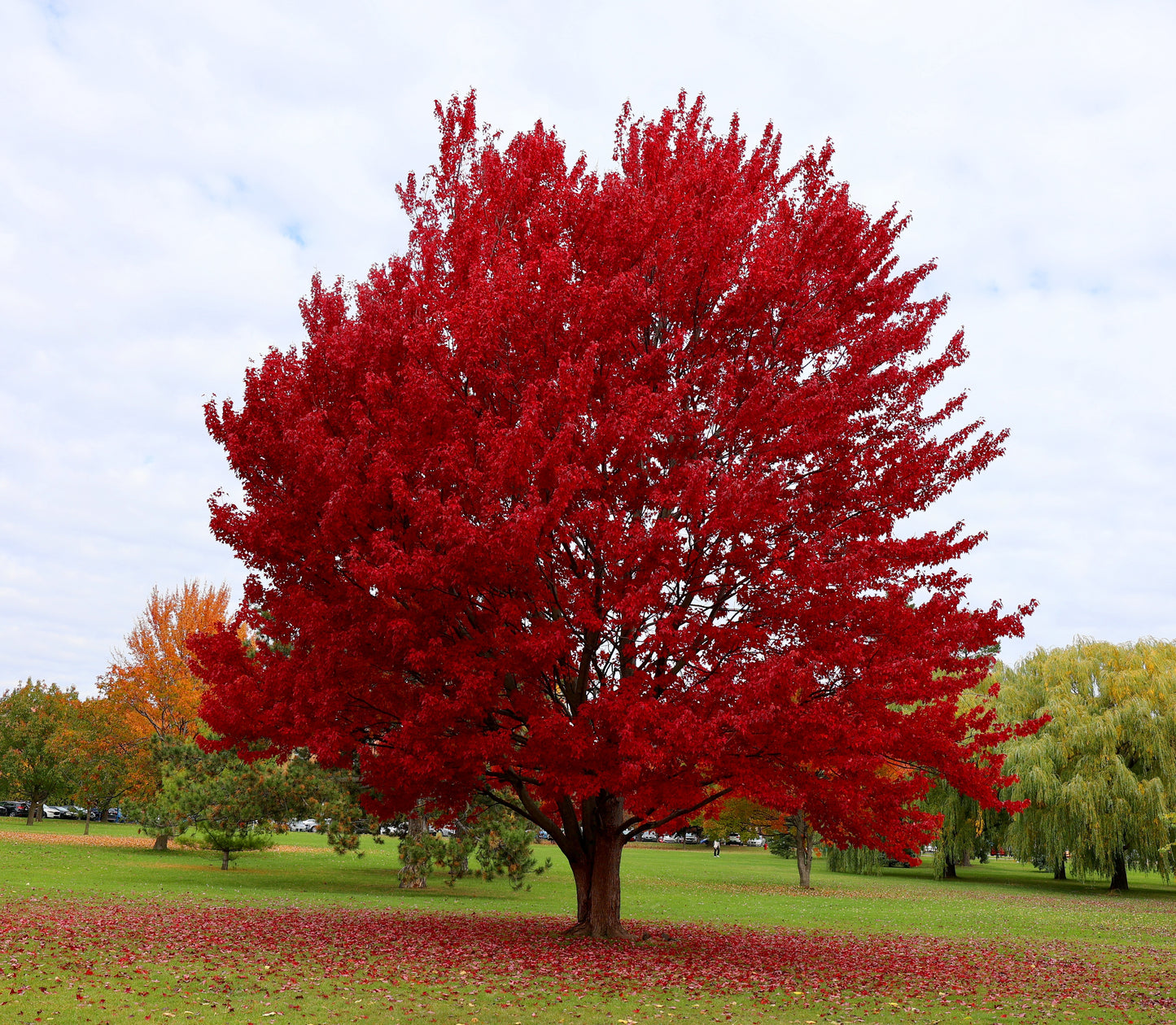 Acer Autumn Blaze