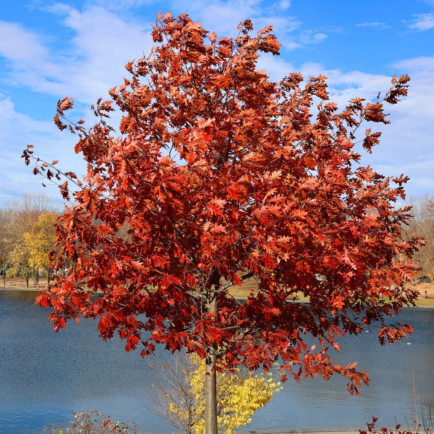 Red Oak