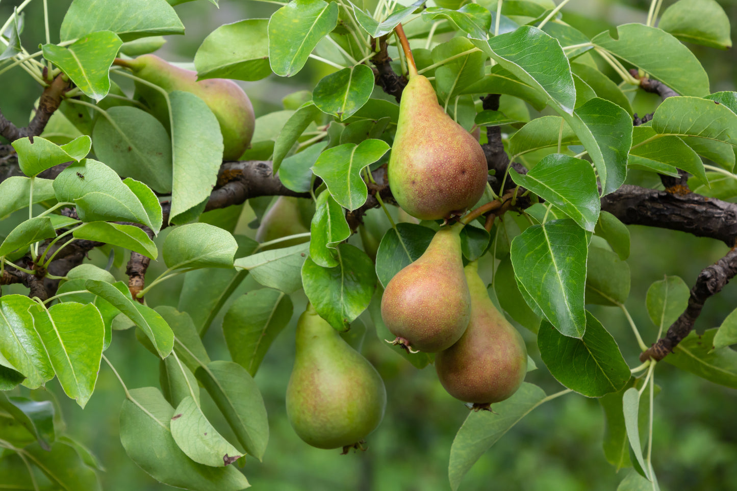 Pyrus communis 'Kieffer'