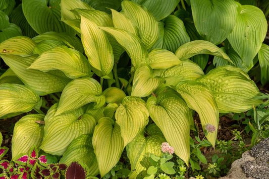 Pineapple Upsidedowncake Hosta