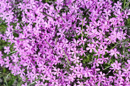 Pink Moss Phlox