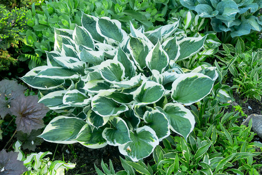 Barbara Ann Hosta