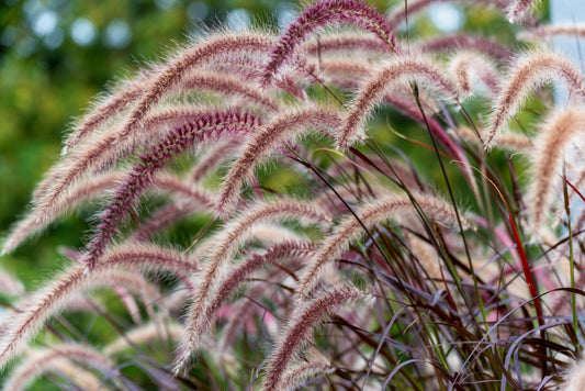 Purple Fountain Grass