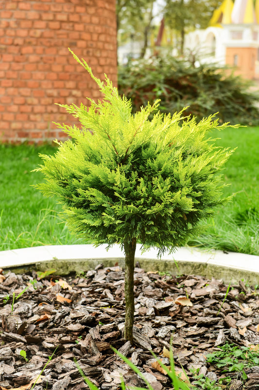 Juniperus Standard 'Daub's Frosted'