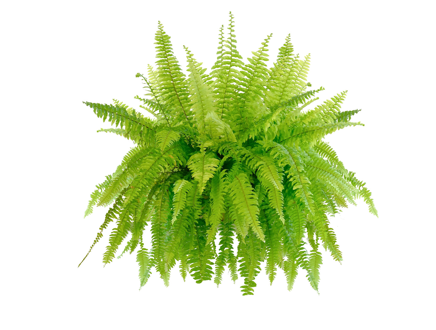 Boston Fern HB