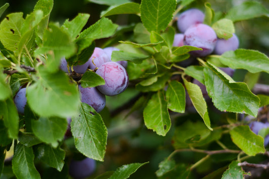 Italian Dwarf Plum