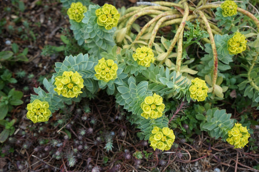 Donkey-tail Spurge