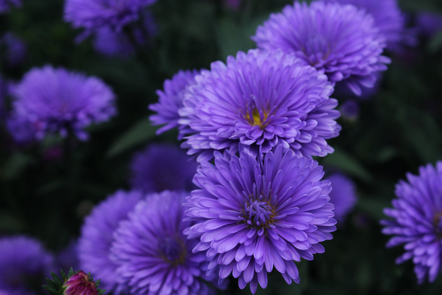 Aster