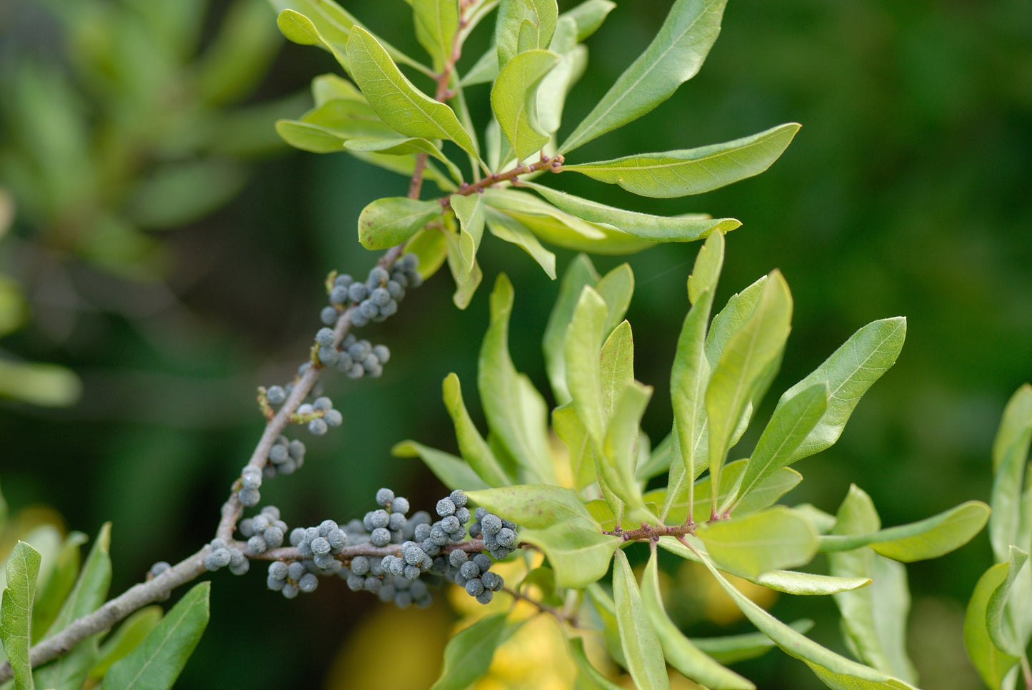 Myrica Pensylvanica