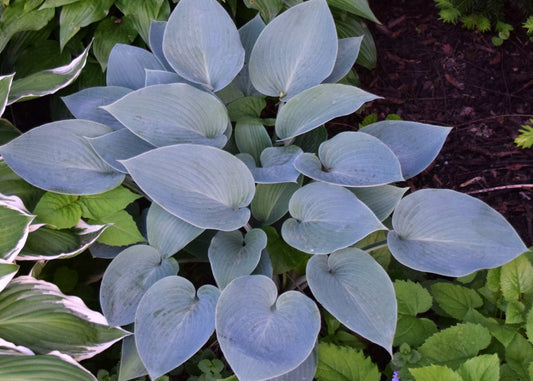 Blue Jay Hosta
