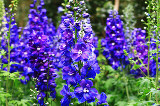 Larkspur Delphinium