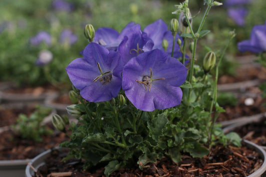 Bellflower 'Rapido Blue'