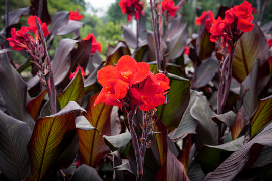 Cannova Bronze Scarlet Canna