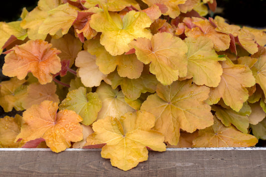 Caramel Heuchera