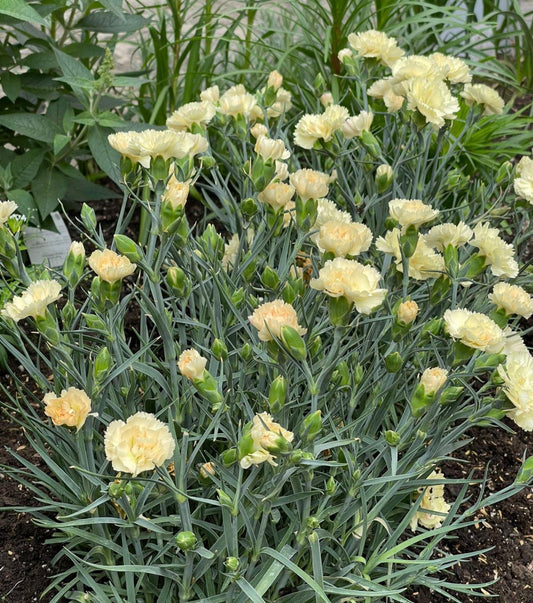 Golden Sun Carnation