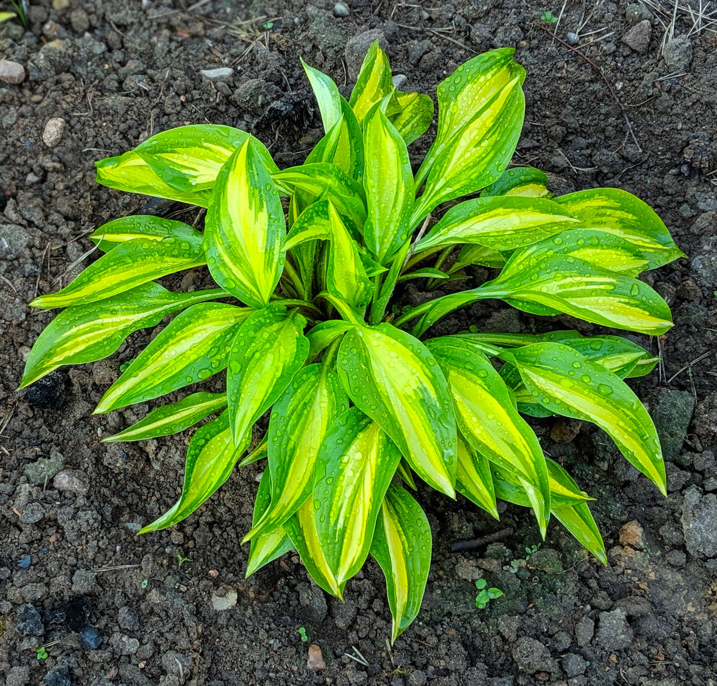x hybrida Ayesha Hosta