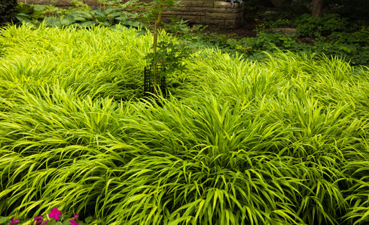 Golden Japanese Forest Grass