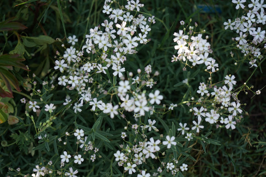 Gypsophila Repens 'Alba'