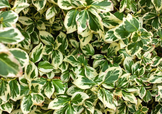 Euonymus fortunei 'Coloratus'