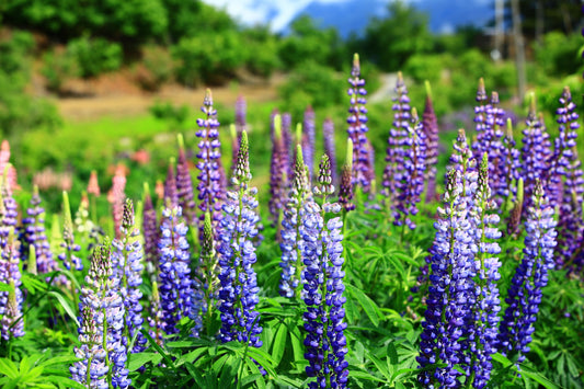 Gallery Blue Shades Lupine
