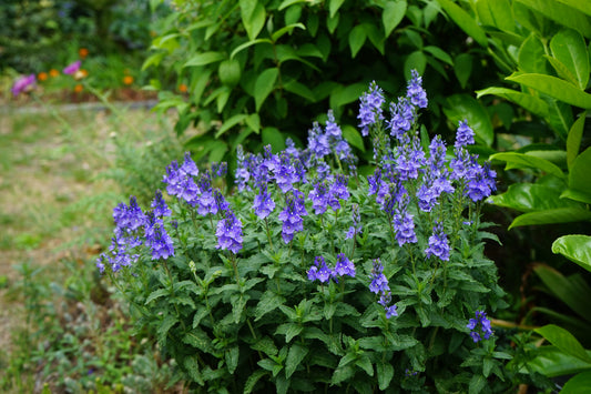 Delphinium x Elatum