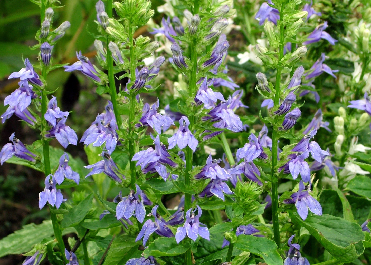Great Blue Lobelia