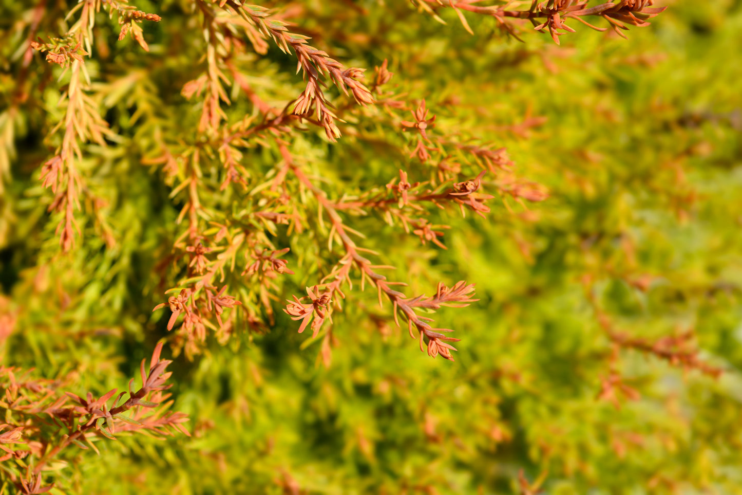 Thuja 'Congabe'