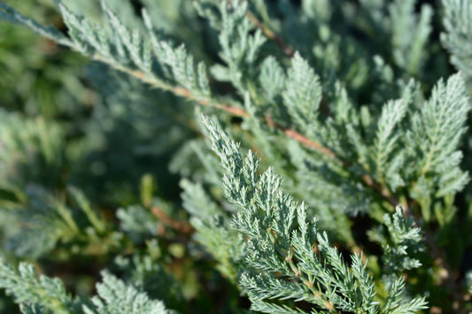 Juniperus 'Blue Chip'