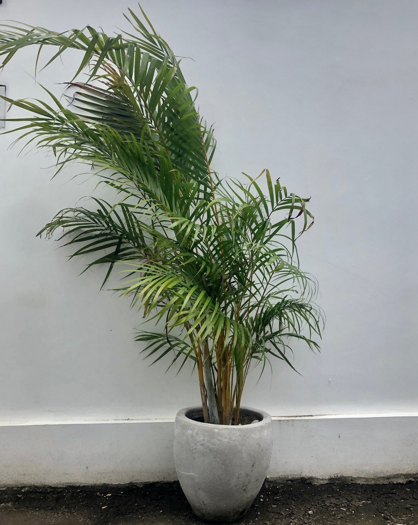 Adonidia Palm