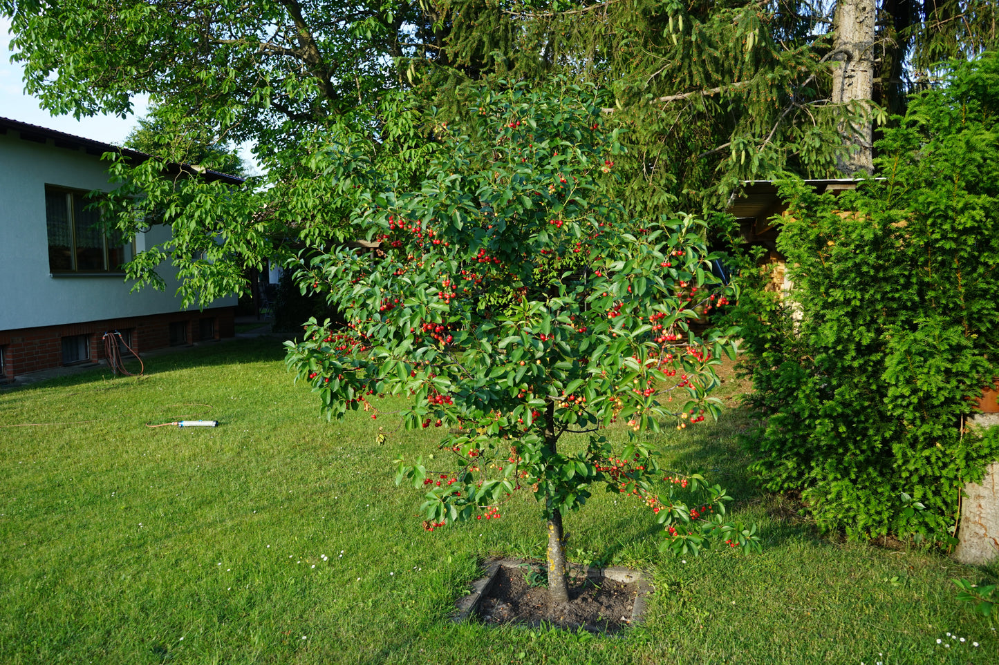 Stella Dwarf Cherry