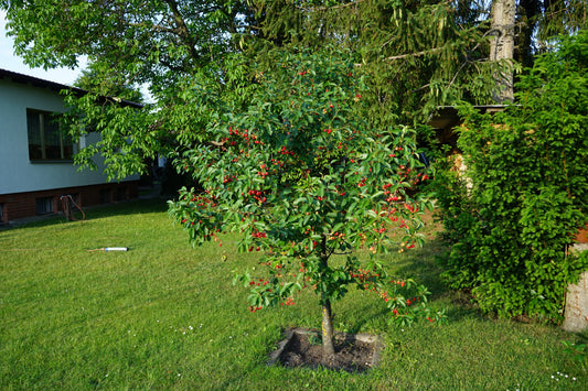 Stella Dwarf Cherry