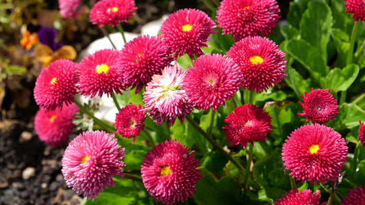 English Daisy