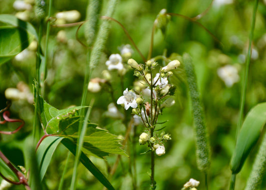 Foxglove Beardtongue