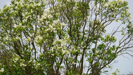 Ivory Silk Lilac