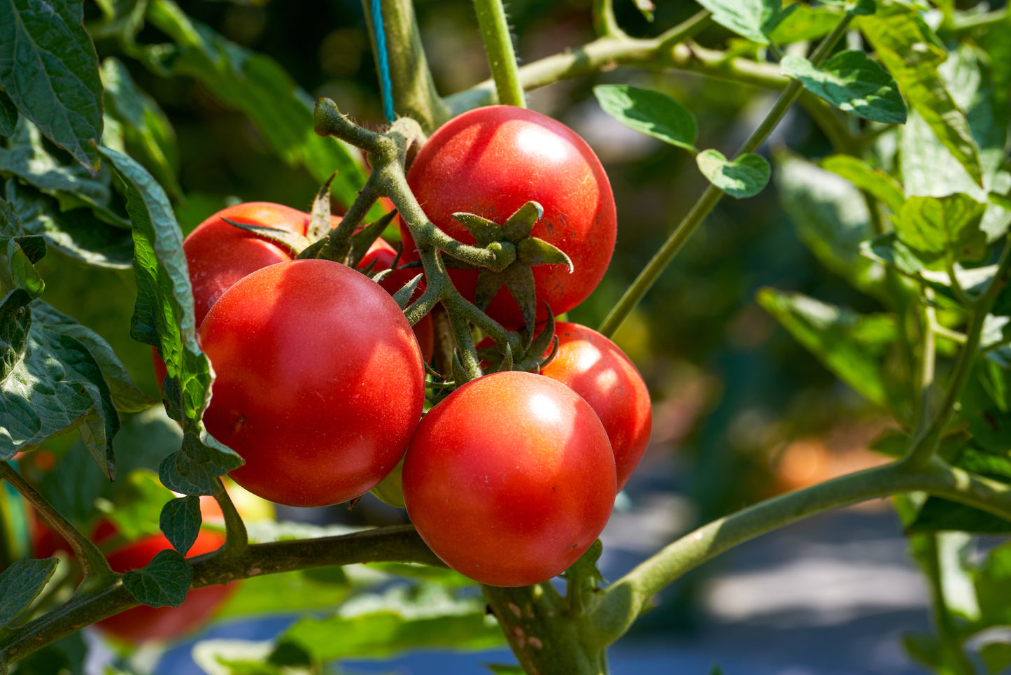 Homeslice Tomato Planter