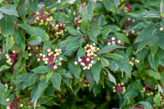 Red Osier Dogwood