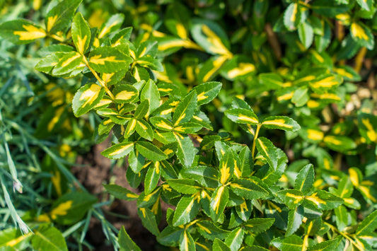 Surespot Euonymus