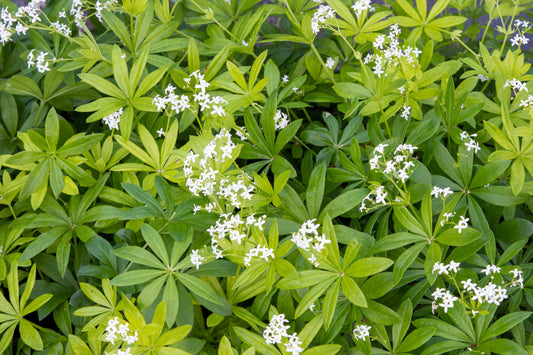 Sweet Woodruff