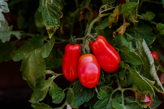 San Marzano Tomato (Copy)