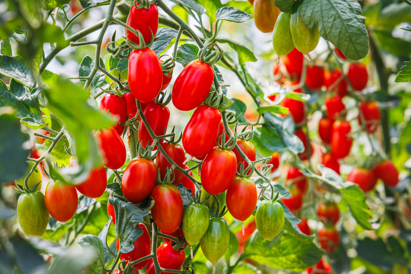 Little Napoli Tomato Planter