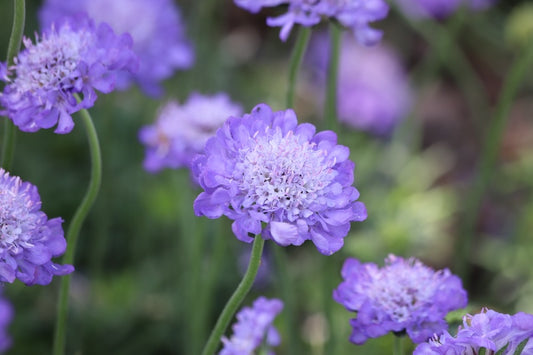Butterfly Blue Pincushion Flower