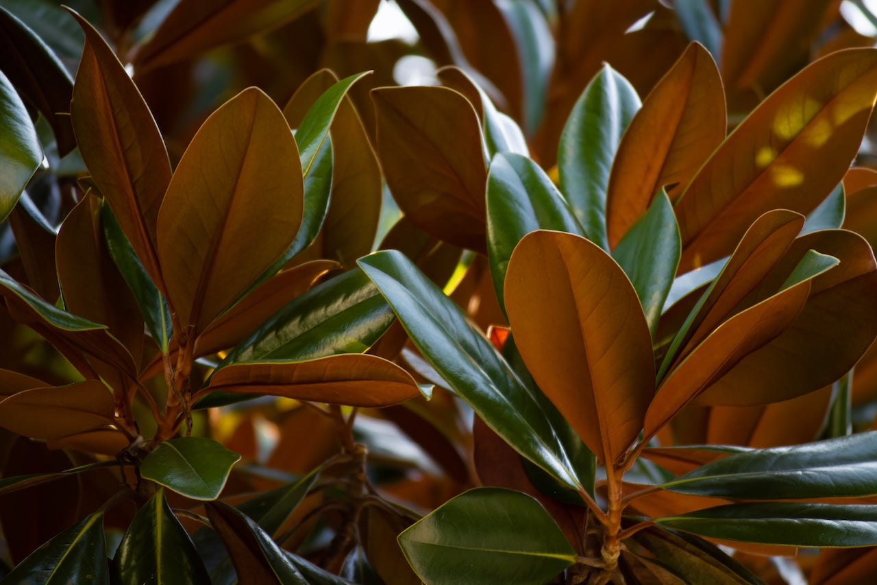 Magnolia Leaves