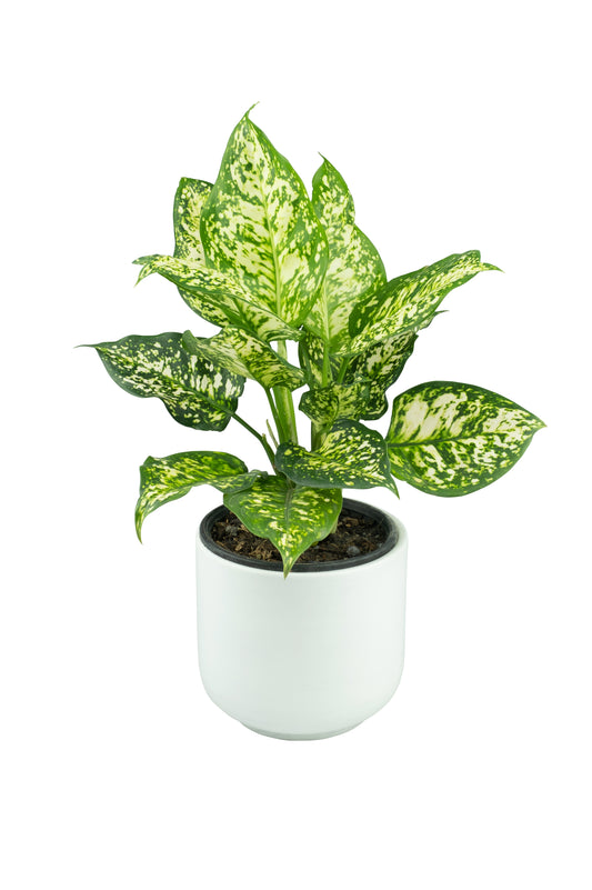 Aglaonema Spring Snow