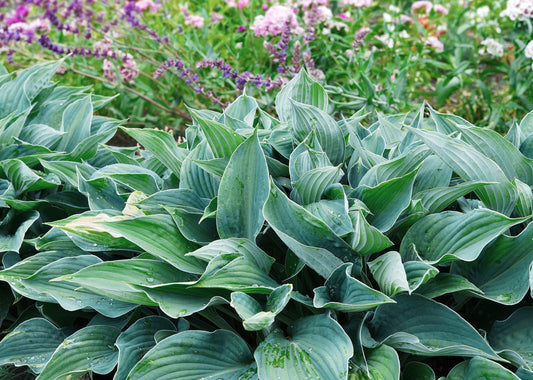 Twilight Time Hosta