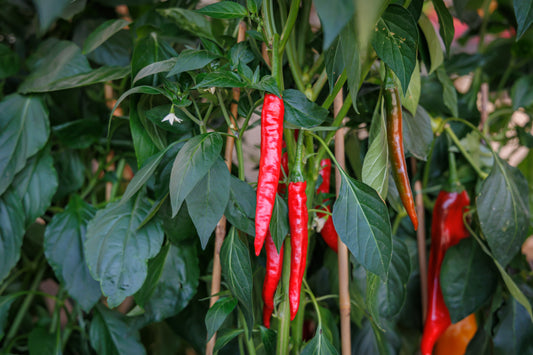 Cayenne Long Pepper