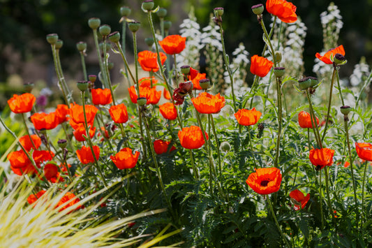 Oriental Poppy