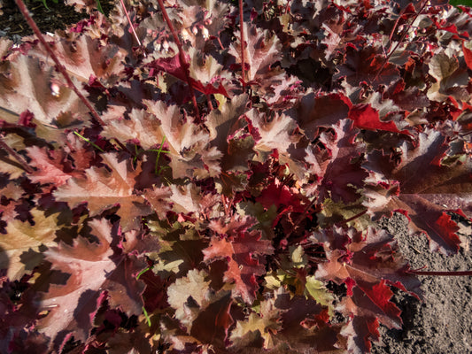 Chocolate Ruffles Heuchera