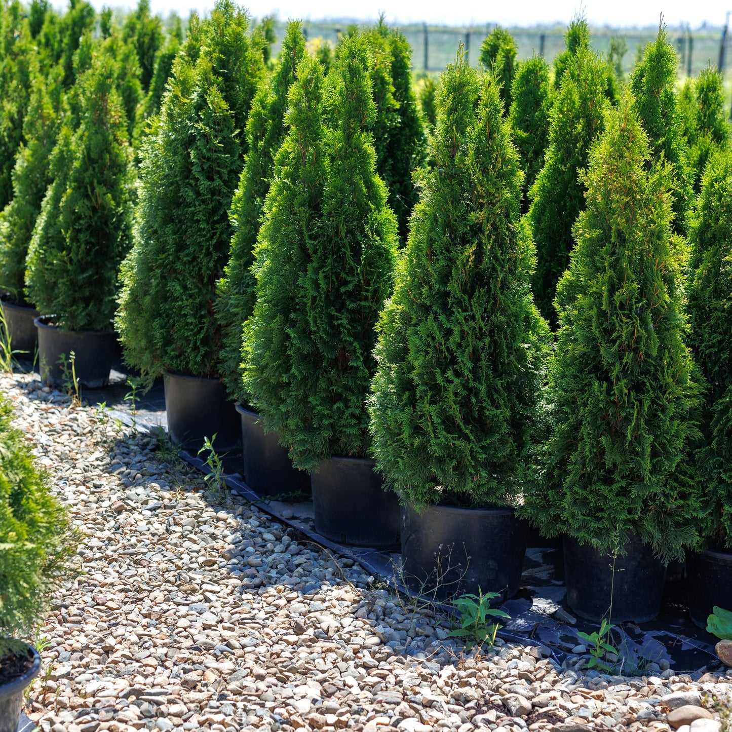 Arborvitae Emerald Green 'Smaragd'